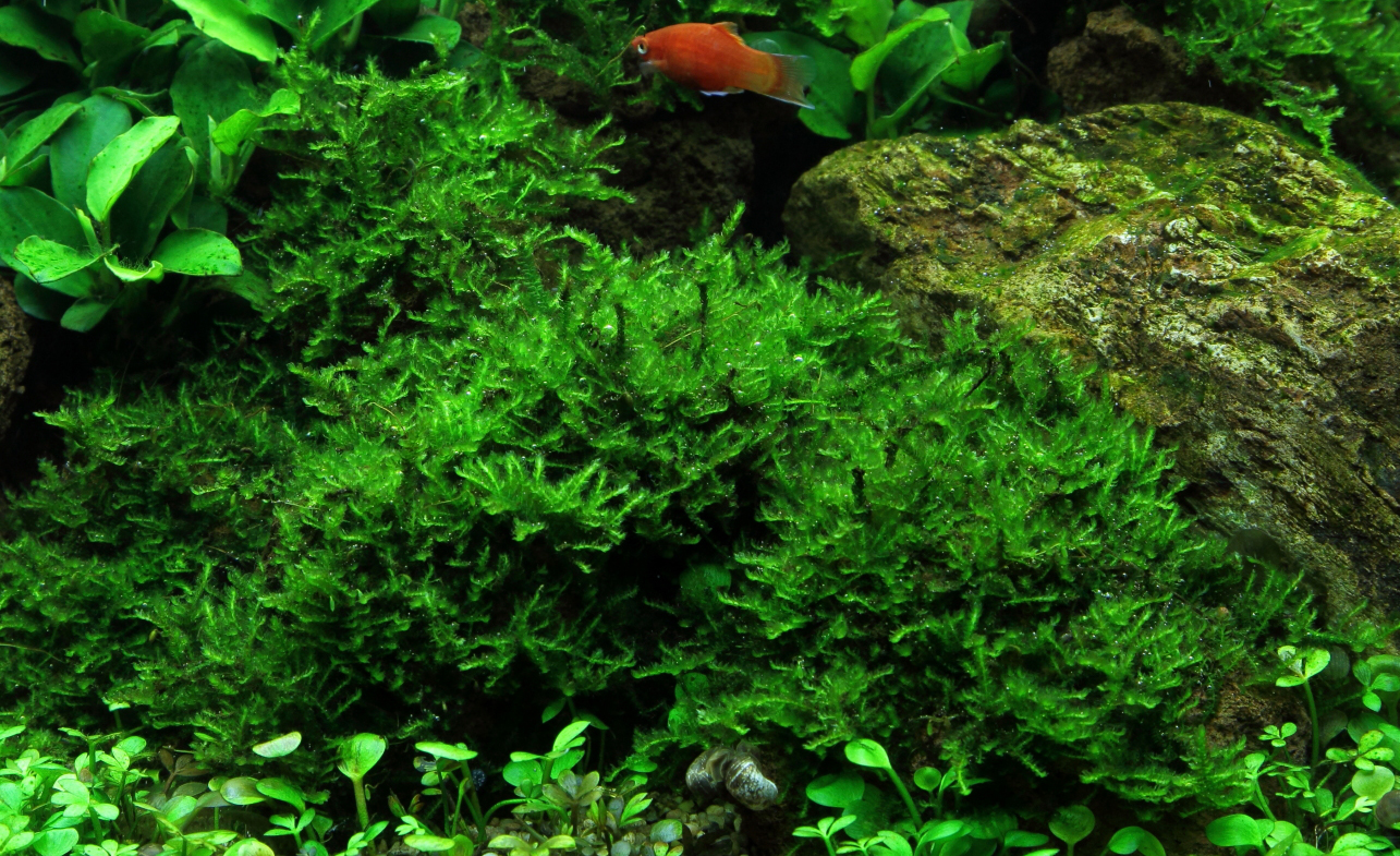 Vesicularia montagnei 'Christmas Moss' - Portion