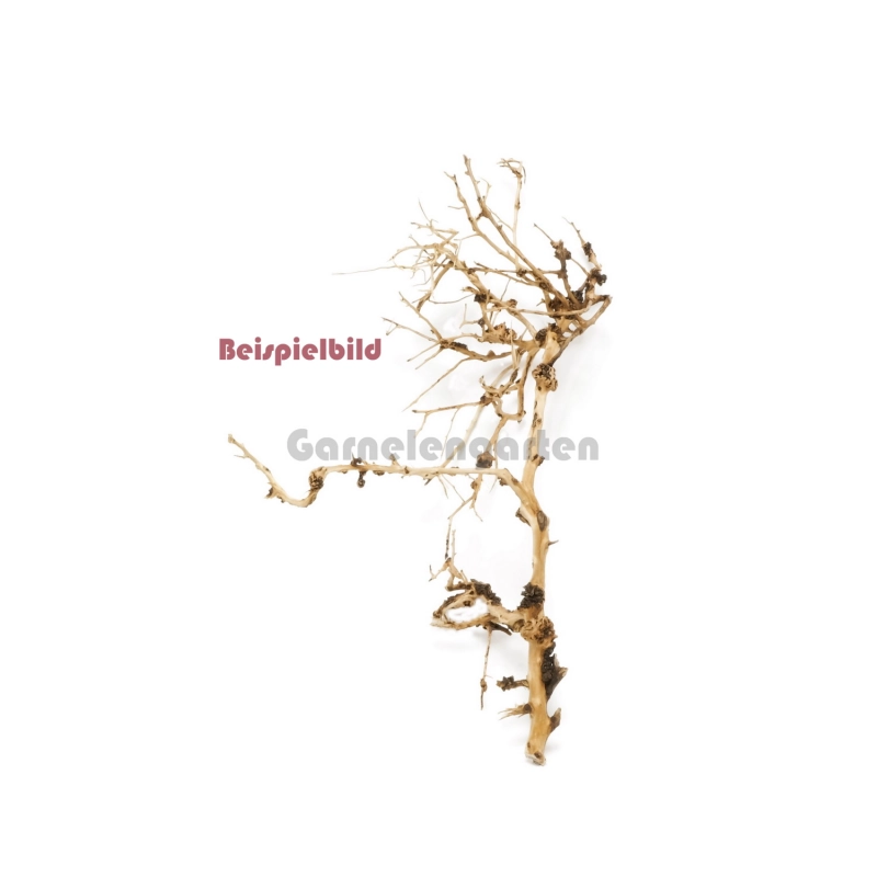 Thai Wood Small - 20-30cm Thai Wood Small - 20-30cm