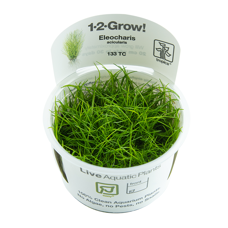 Tropica - Eleocharis acicularis - Nadelsims - in Vitro Tropica - Eleocharis acicularis - Nadelsims - in Vitro