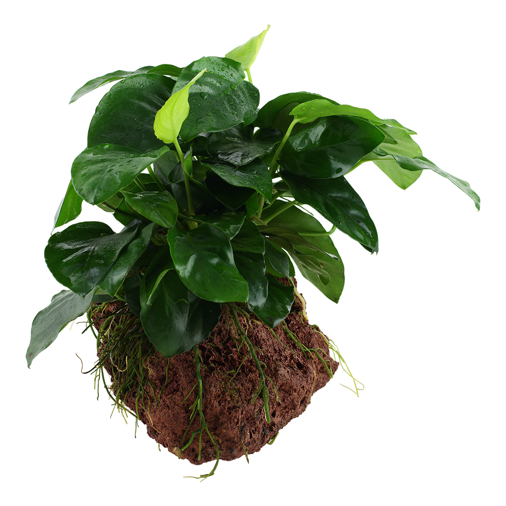 Anubias barteri var. nana - auf Lavastein Anubias barteri var. nana - auf Lavastein