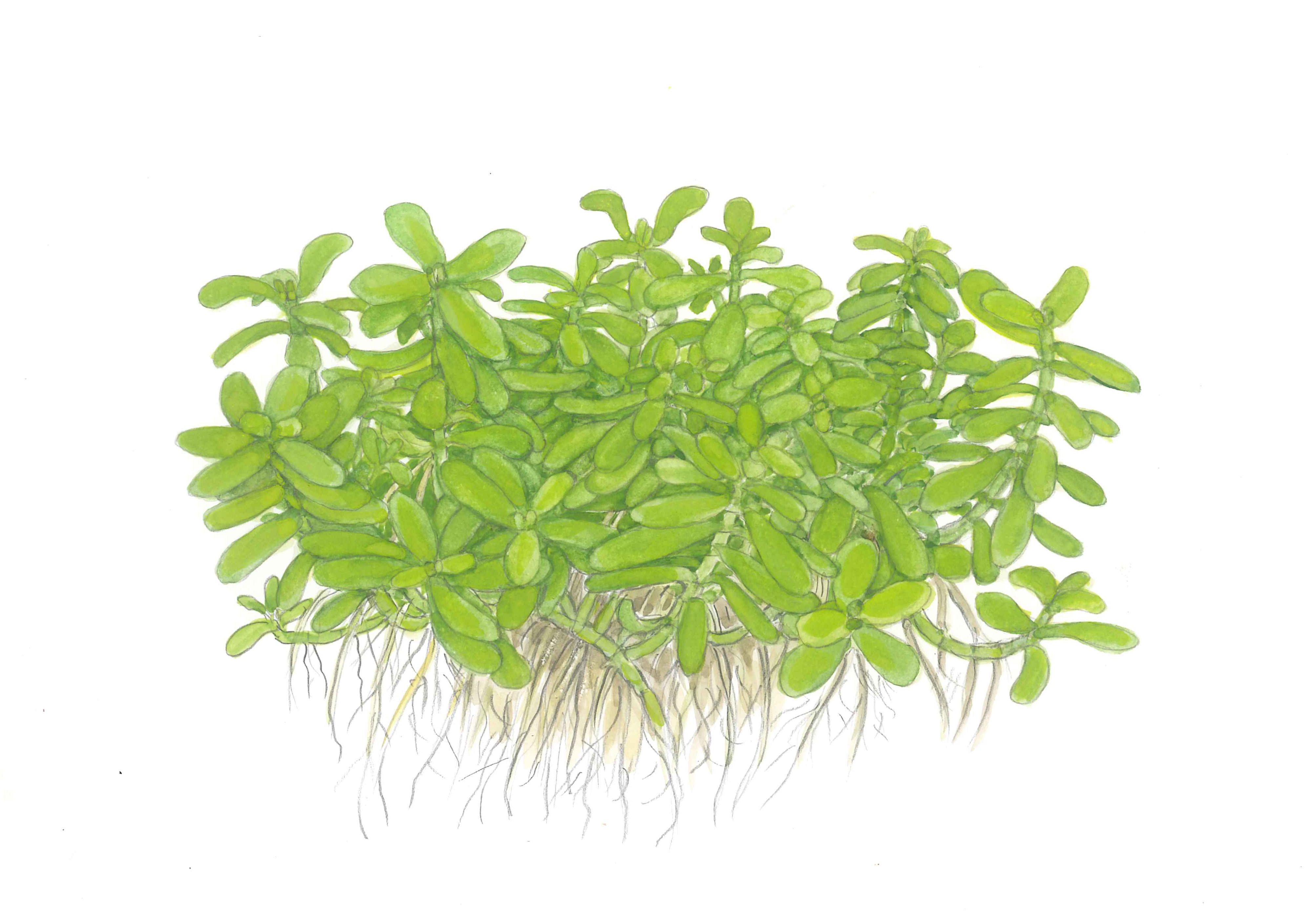 Bacopa monnieri 'Compact' - Kleines Fettblatt, kompakt - Topf in Einzelverpackung Bacopa monnieri 'Compact' - Kleines Fettblatt, kompakt - Topf in Einzelverpackung