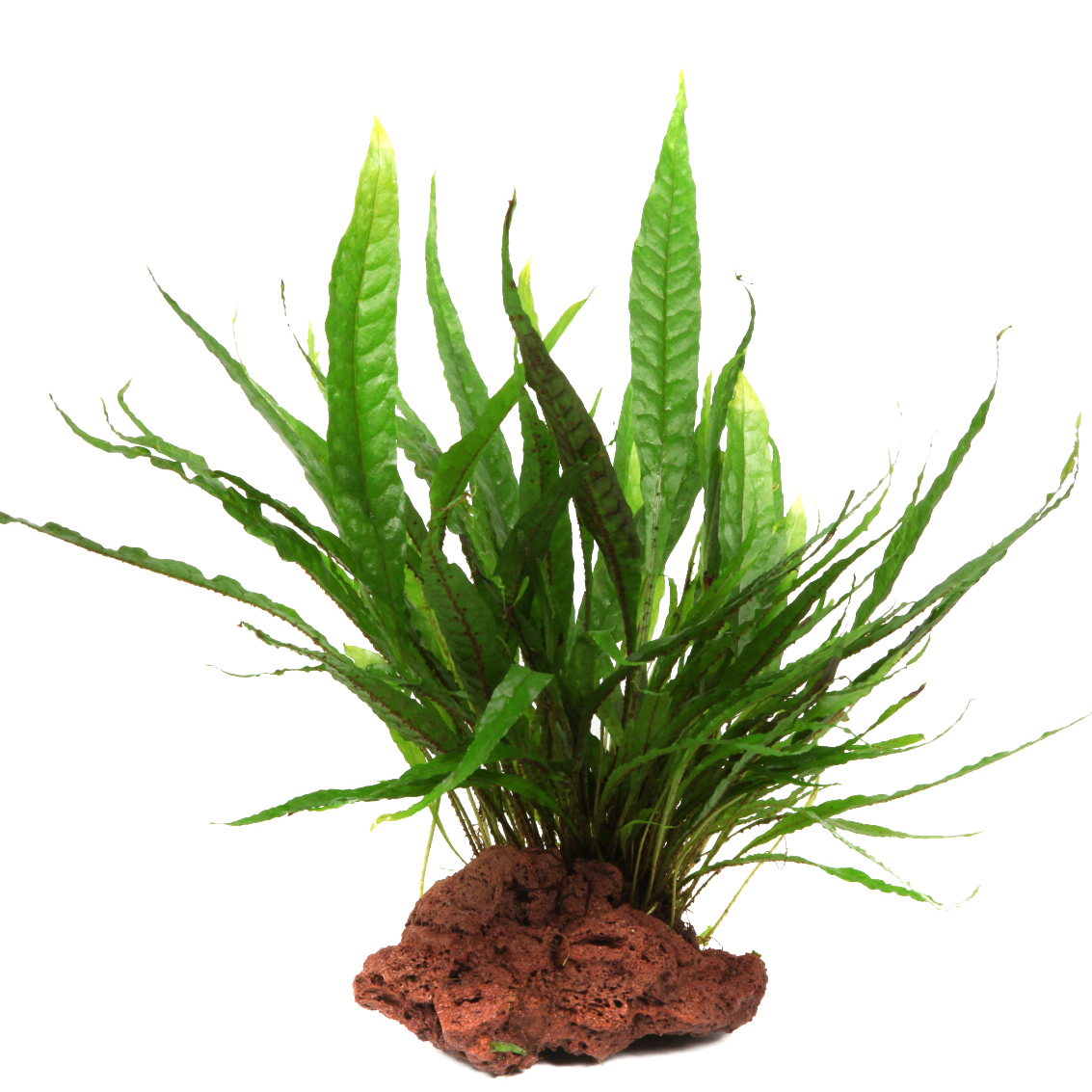 Microsorum pteropus - Javafarn - auf Lavastein