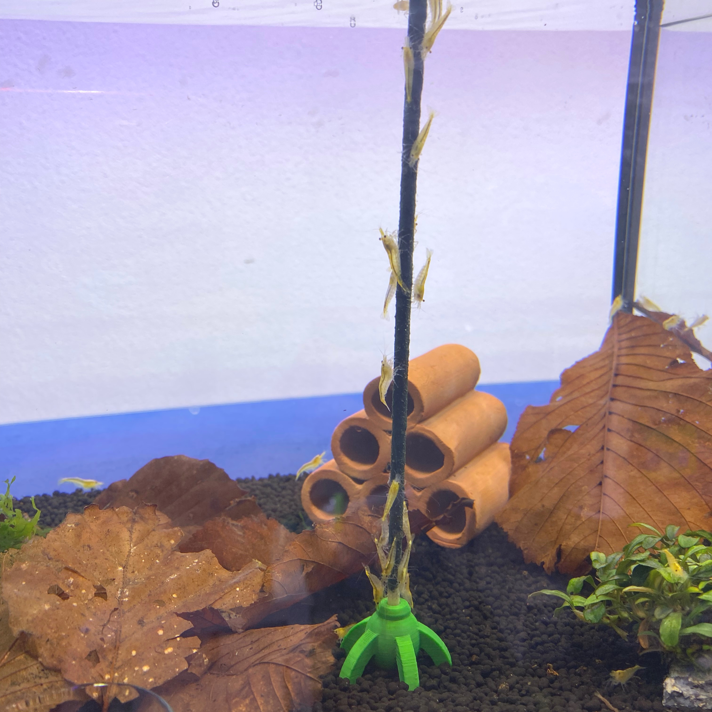 Shrimp Lollies Halter für den Boden bunt