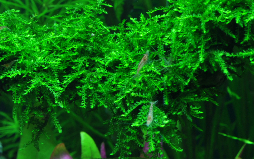 Tropica - Vesicularia ferriei 'Weeping Moss' -  in Vitro