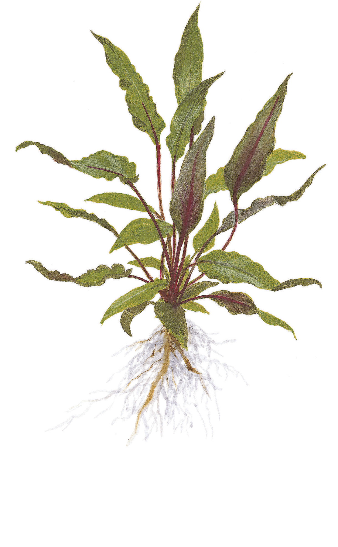 Cryptocoryne beckettii 'Petchii' - Wendts Wasserkelch grün - Topf in Einzelverpackung