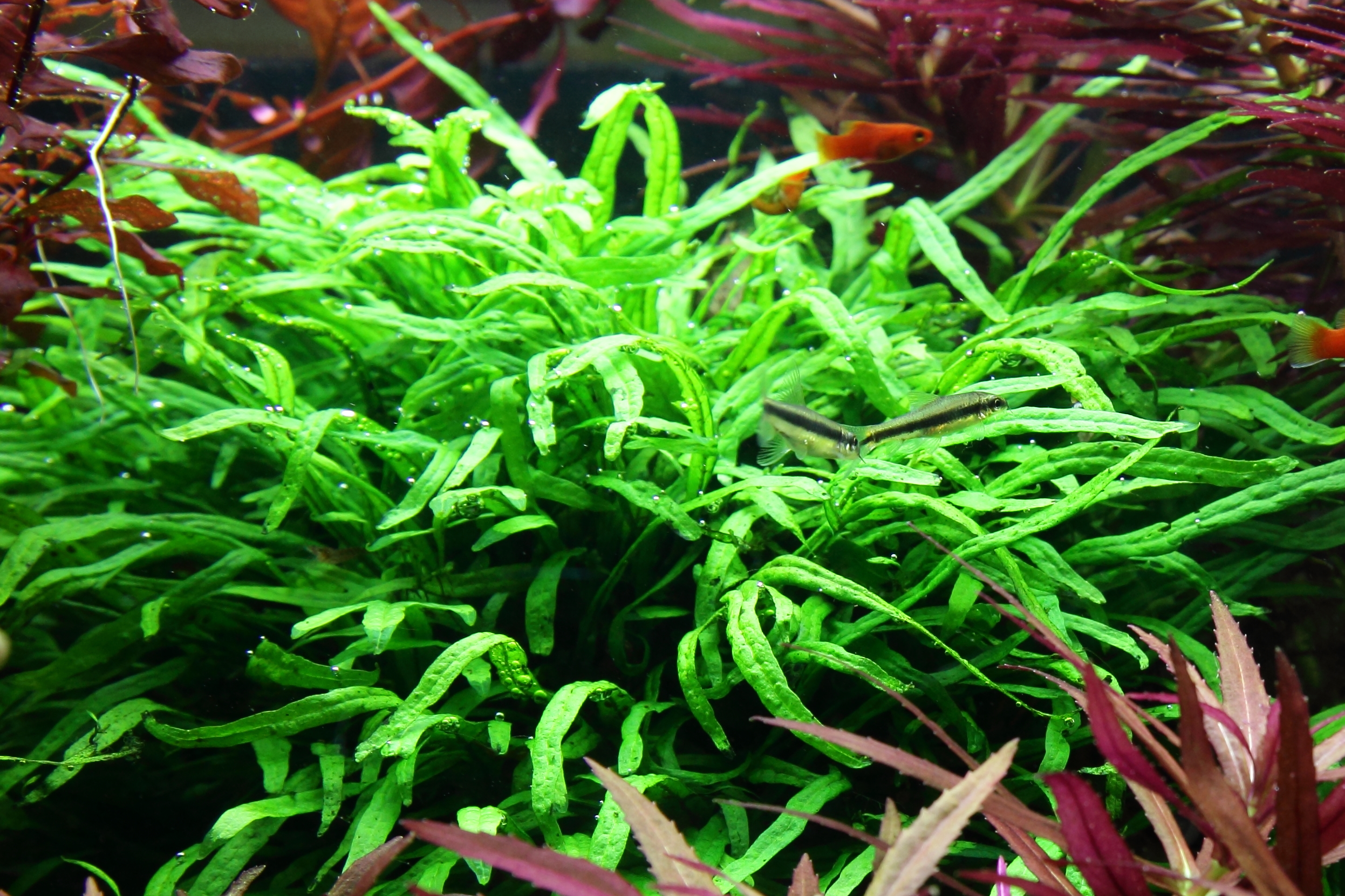 Microsorum pteropus 'Trident' - Trident-Javafarn - auf Wurzel mit Sauger