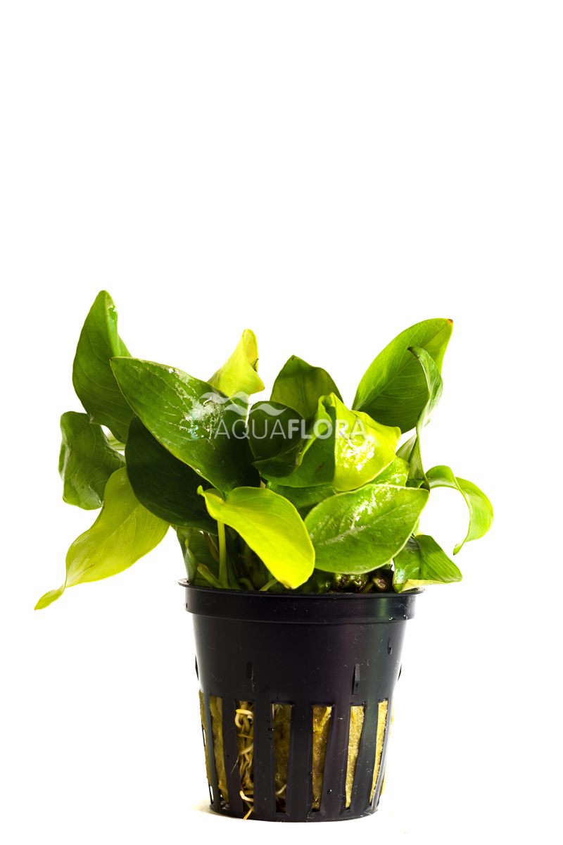 Aquaflora - Anubias barteri var. nana 'Golden' Aquaflora - Anubias barteri var. nana 'Golden'