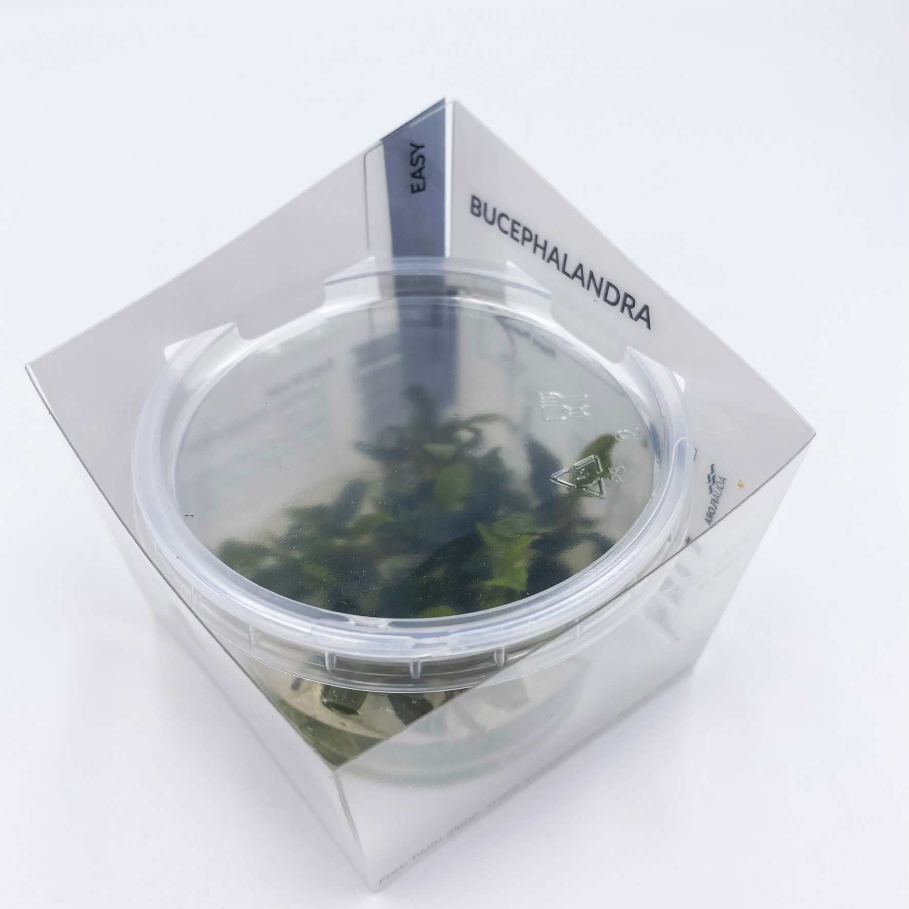 Aquaflora - Bucephalandra 'Deep Purple' - In Vitro