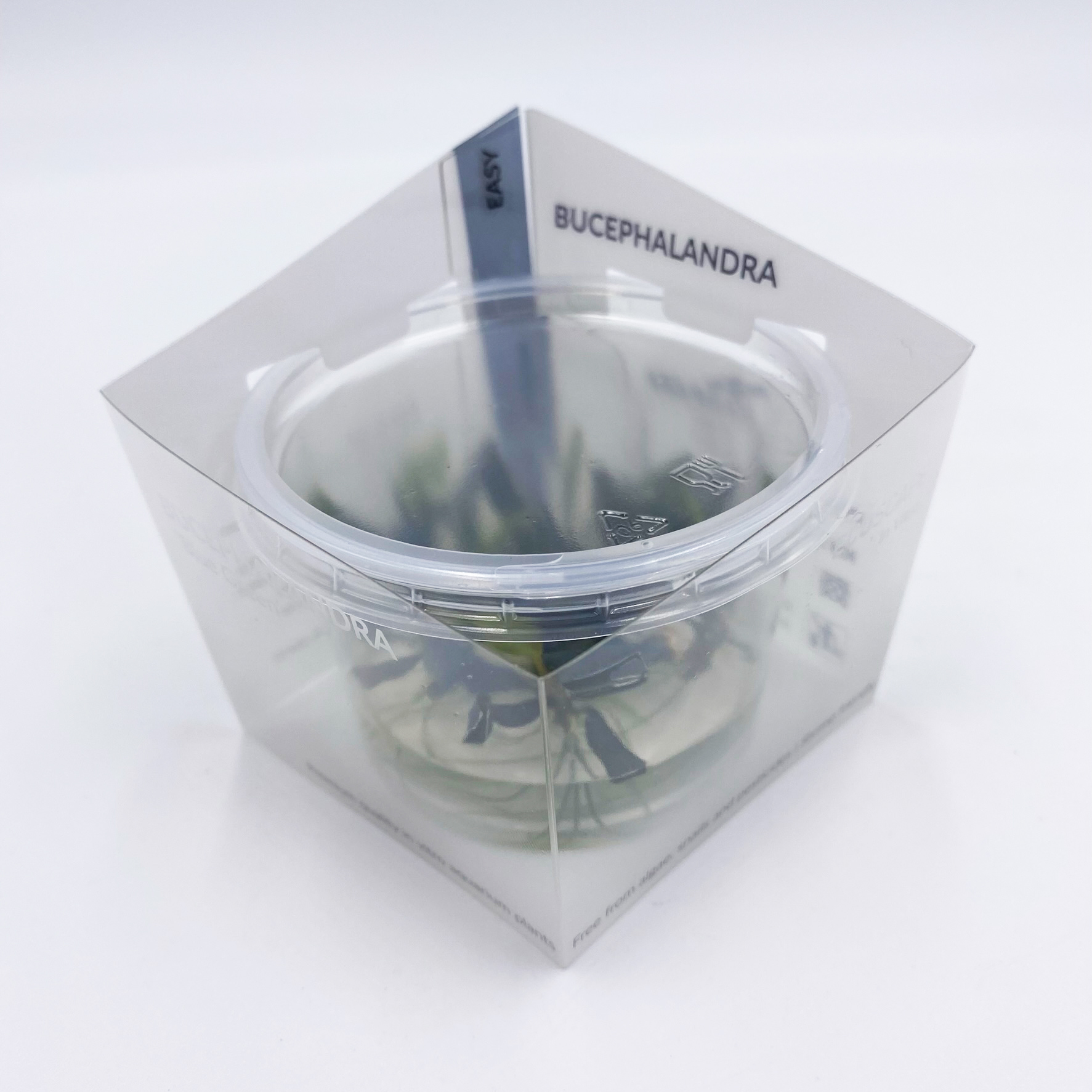 Aquaflora - Bucephalandra 'Blue Green' - In Vitro