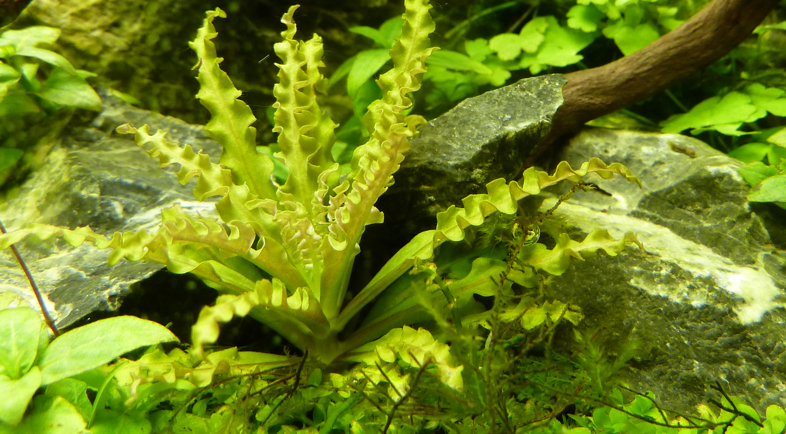 Pogostemon helferi - Kleiner Wasserstern - auf Lavastein Pogostemon helferi - Kleiner Wasserstern - auf Lavastein