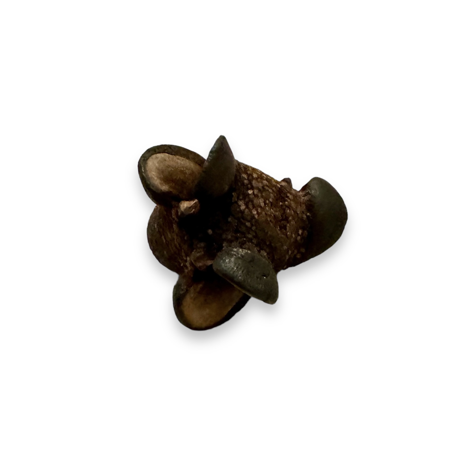 Banksien Baxteria Zapfen 5 cm