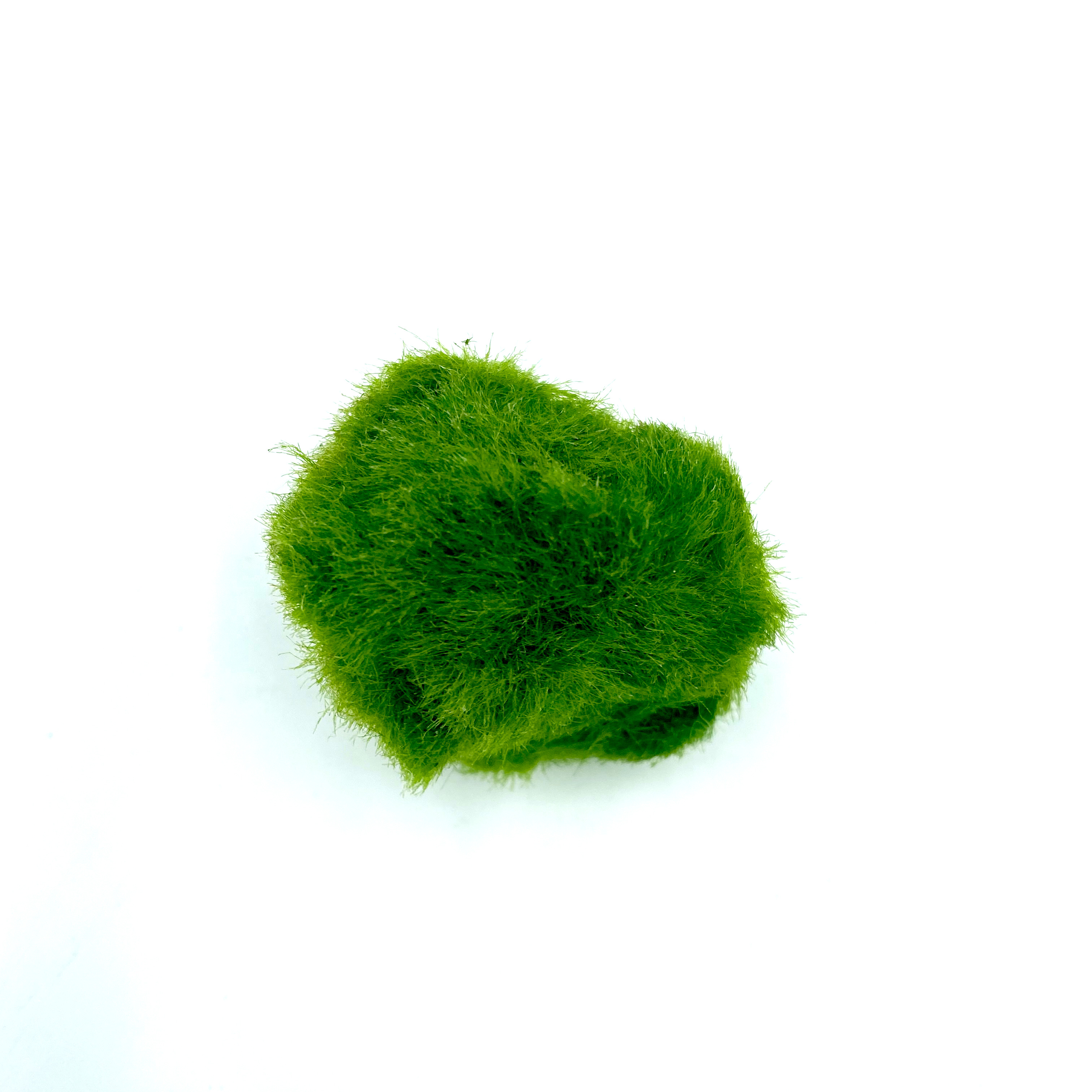 Aegagropila linnaei - Mooskugel - Marimo 2-4cm Aegagropila linnaei - Mooskugel - Marimo 2-4cm