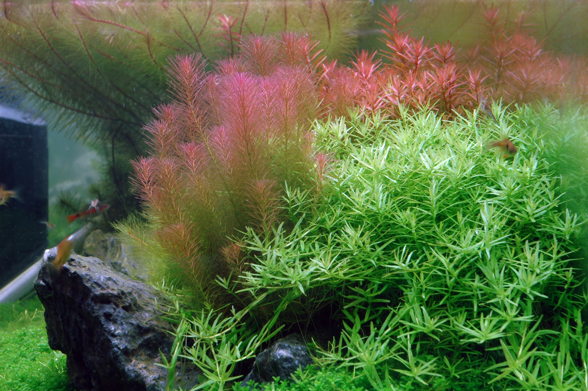 Tropica - Rotala wallichii - Quirlblättrige Rotala - in Vitro