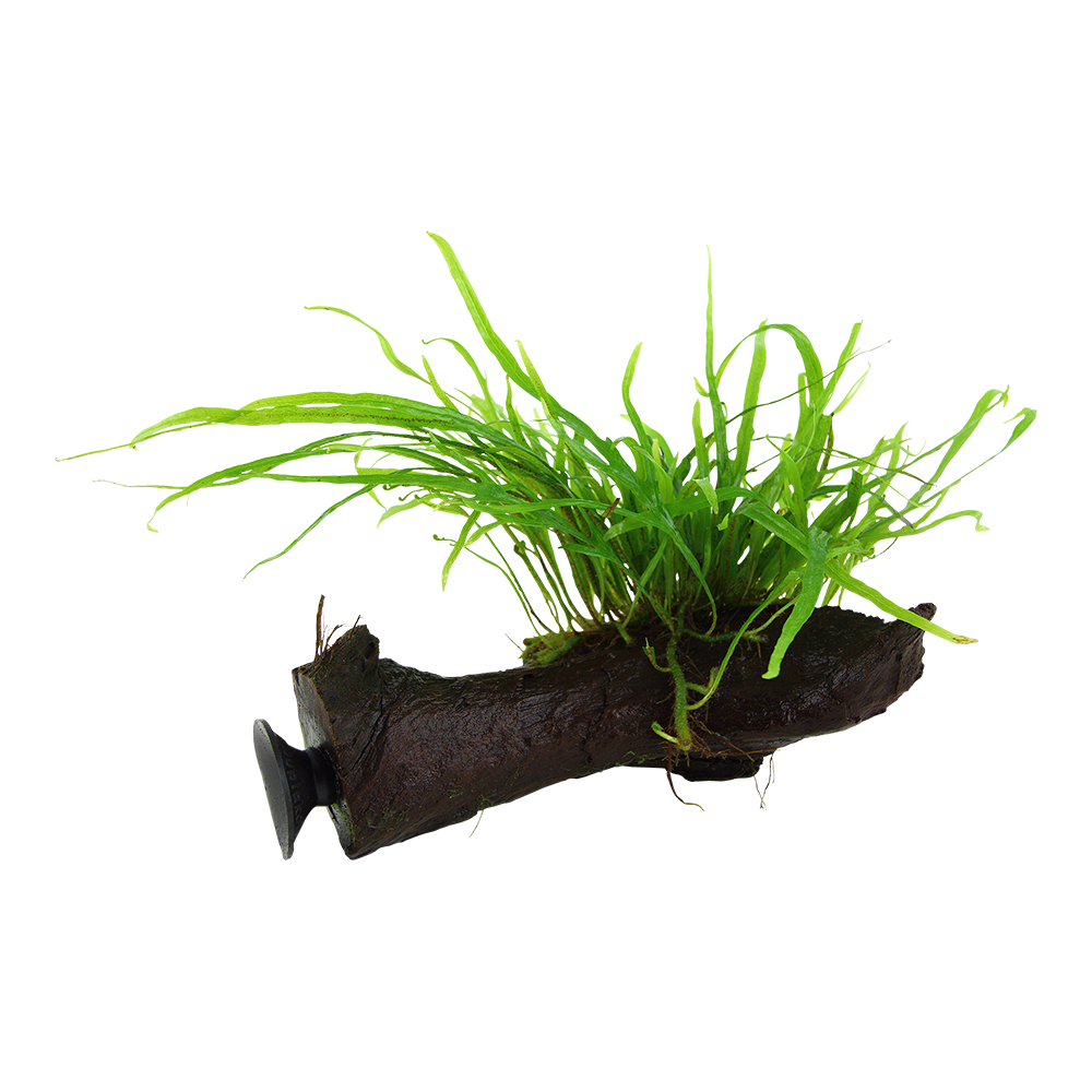 Microsorum pteropus 'Trident' - Trident-Javafarn - auf Wurzel mit Sauger Microsorum pteropus 'Trident' - Trident-Javafarn - auf Wurzel mit Sauger