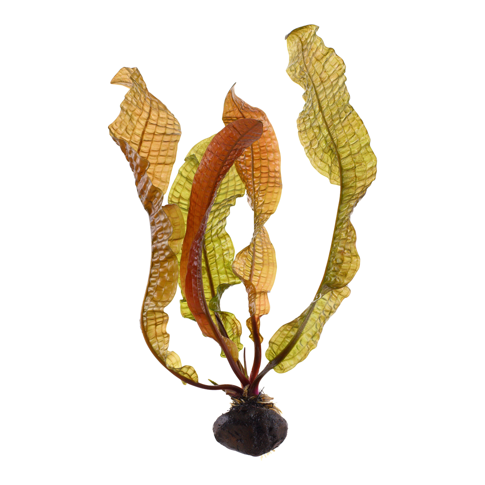 Tropica - Aponogeton boivinianus - Boivins Wasserähre - Knolle Tropica - Aponogeton boivinianus - Boivins Wasserähre - Knolle