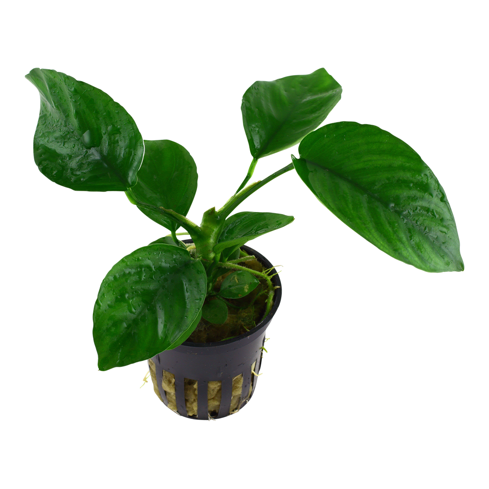 Anubias barteri var. caladiifolia - im Topf Anubias barteri var. caladiifolia - im Topf