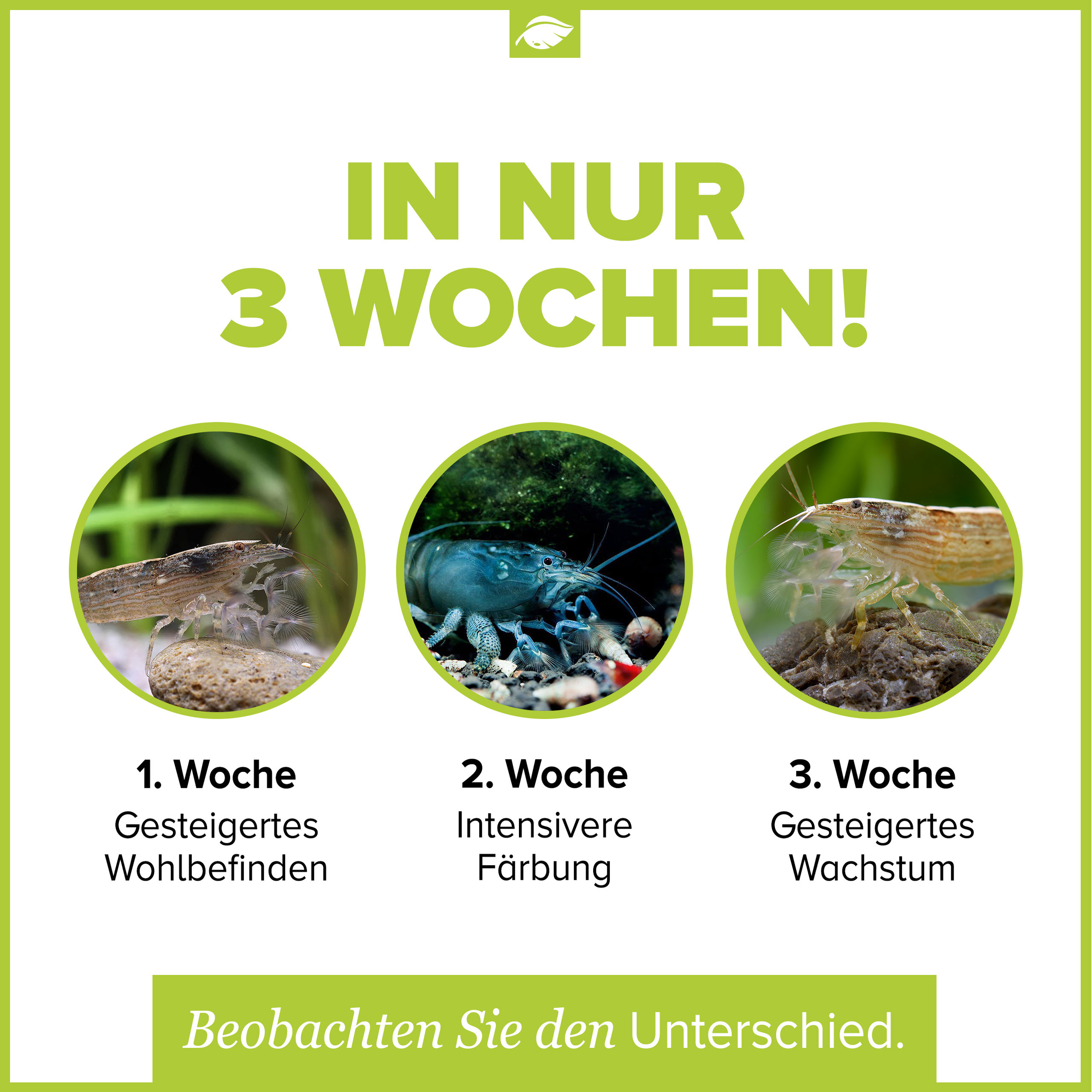 NatureHolic - Fächerfeed Fächergarnelenfutter - 30g NatureHolic - Fächerfeed Fächergarnelenfutter - 30g