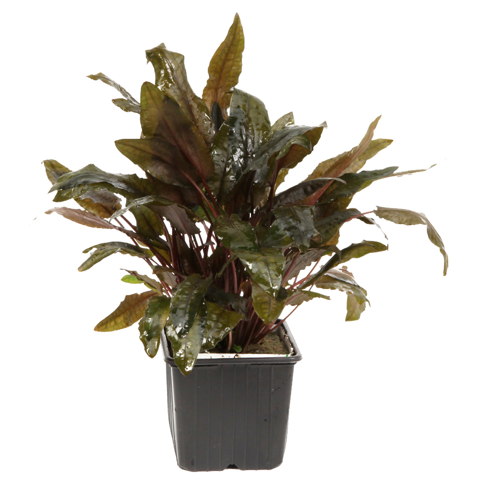 Cryptocoryne wendtii 'Tropica' - Tropica-Wasserkelch - im Topf XL