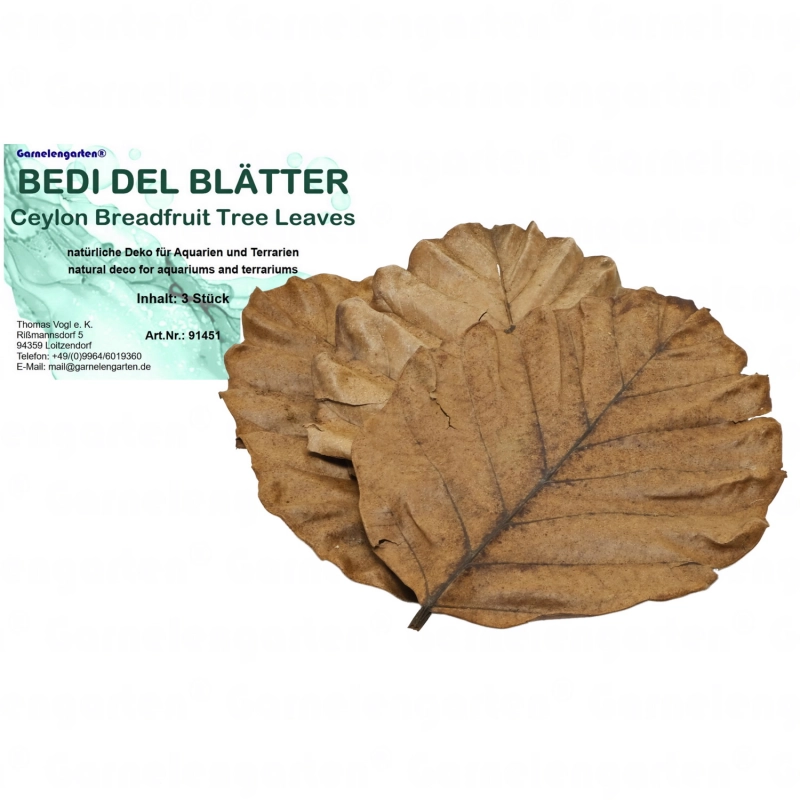 Garnelengarten Bedi Del Blätter 3 Stück  Garnelengarten Bedi Del Blätter 3 Stück