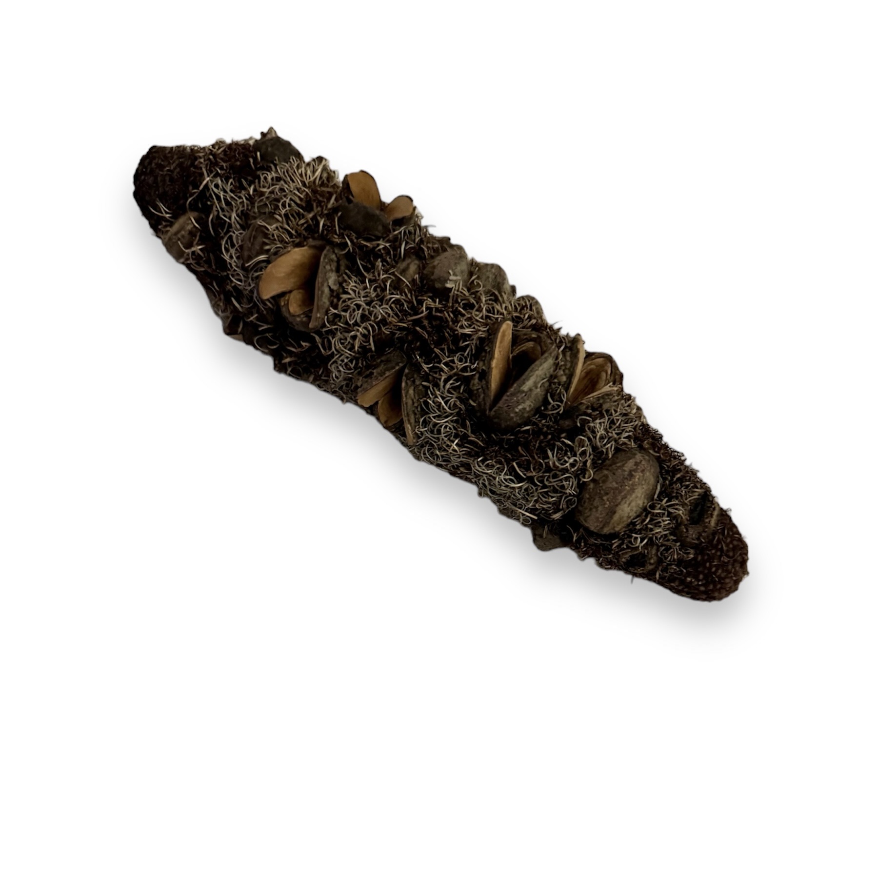 Banksien Attenuata Zapfen 10-15 cm