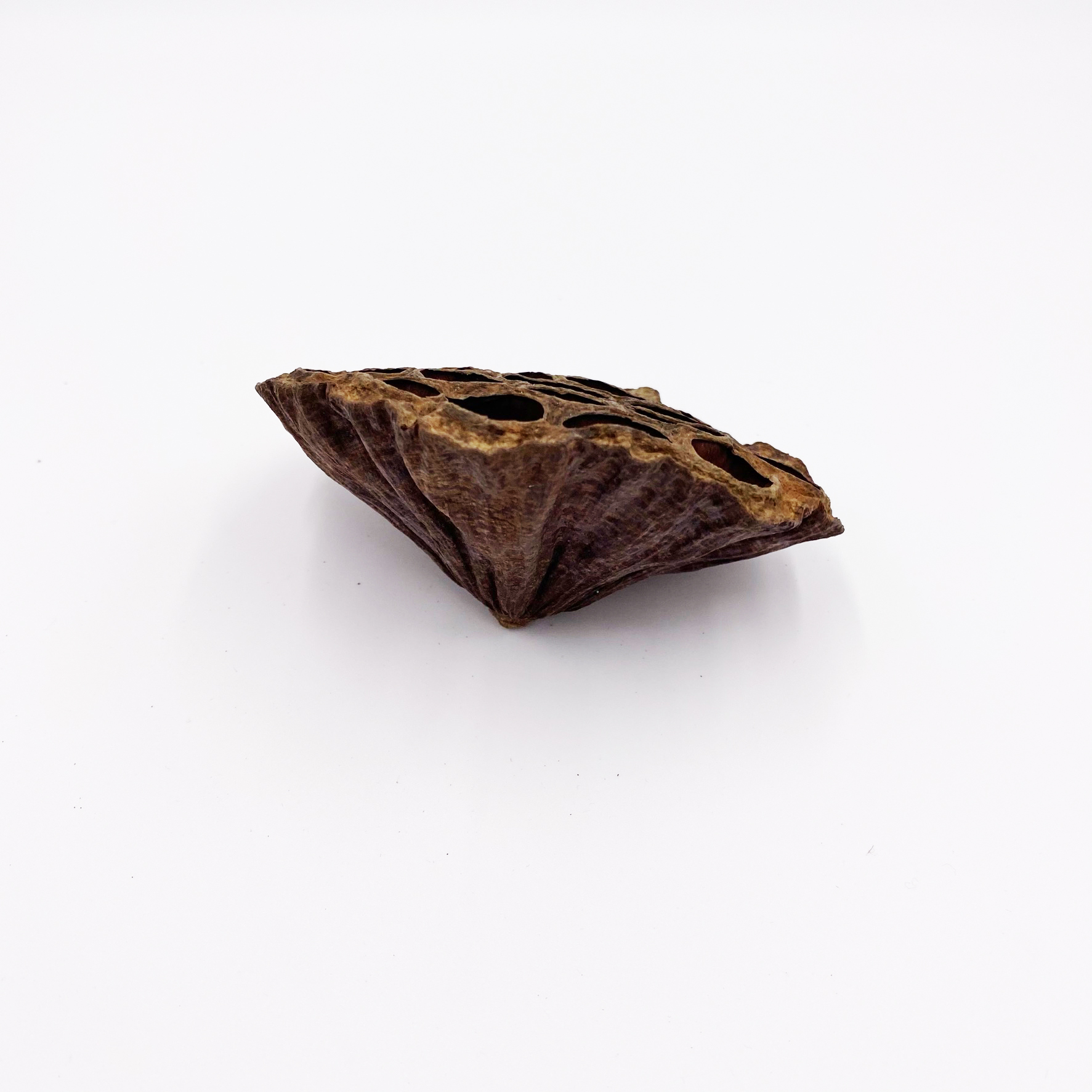 Lotus Pods 7-10 cm Nelumbo nucifera