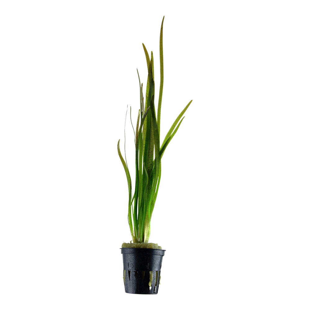 Vallisneria spiralis 'Tiger' - Tiger-Vallisnerie - im Topf Vallisneria spiralis 'Tiger' - Tiger-Vallisnerie - im Topf