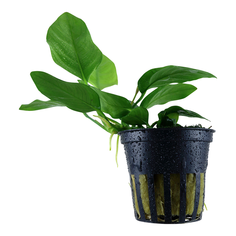 Anubias barteri var. nana - Topf in Einzelverpackung Anubias barteri var. nana - Topf in Einzelverpackung