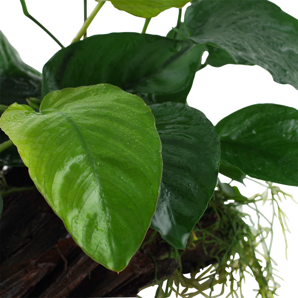 Anubias barteri sp. - Speerblatt - auf Wurzel XL Anubias barteri sp. - Speerblatt - auf Wurzel XL