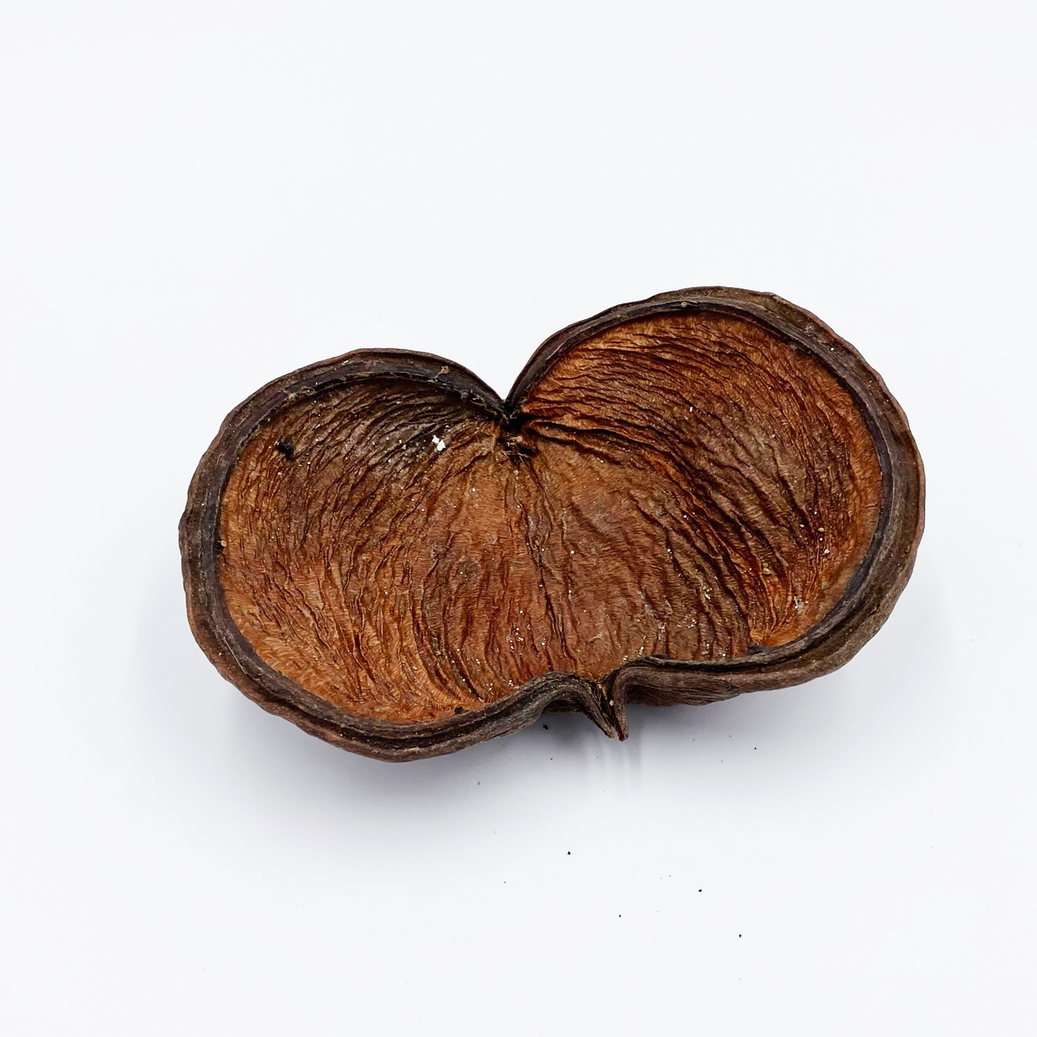 Badam Schote - Sterculia foetida