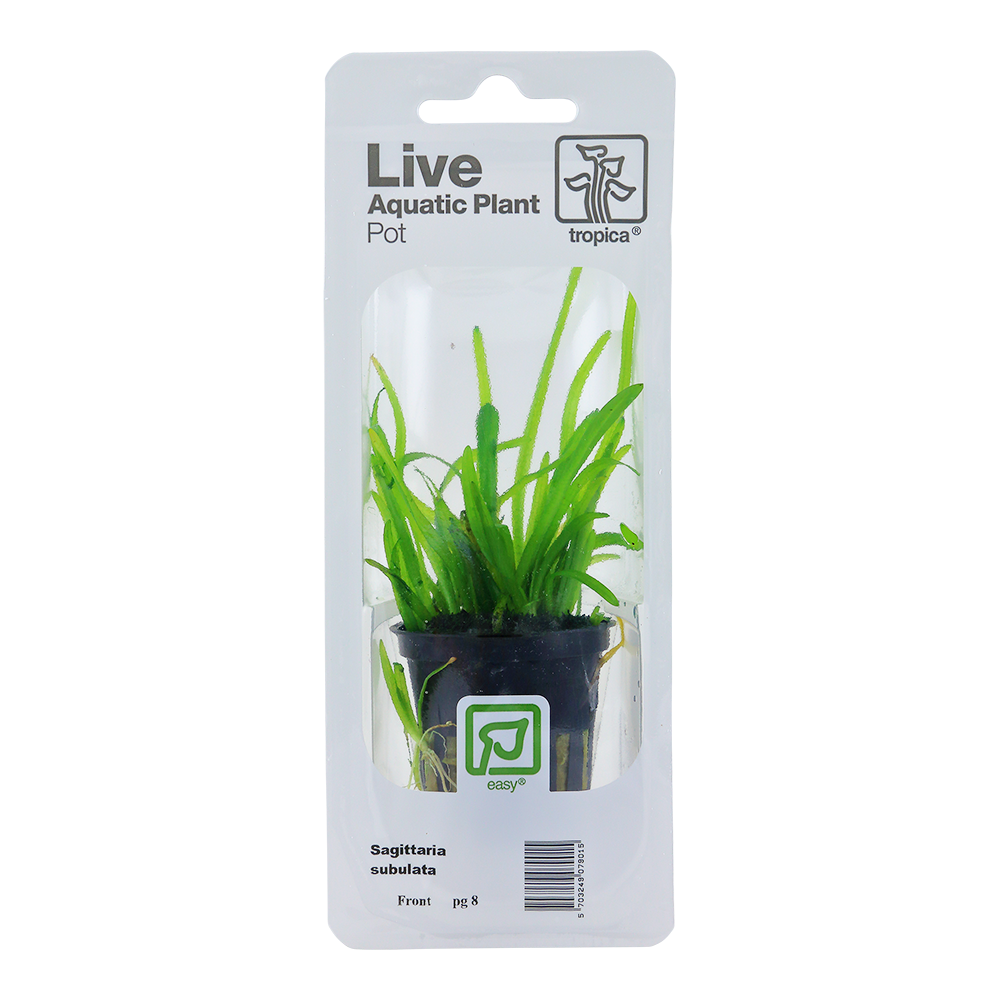 Sagittaria subulata - Kleines Pfeilkraut - im Topf in Einzelverpackung Sagittaria subulata - Kleines Pfeilkraut - im Topf in Einzelverpackung