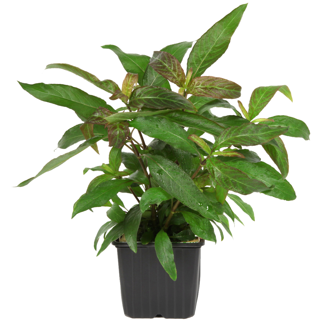 Hygrophila corymbosa 'Siamensis' - Riesen Wasserfreund - Mutterpflanze im XL Topf