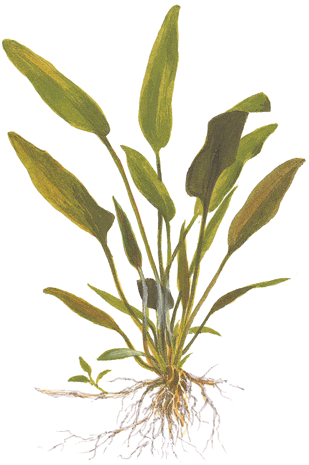 Tropica - Cryptocoryne x willisii - Willis' Wasserkelch - im Topf