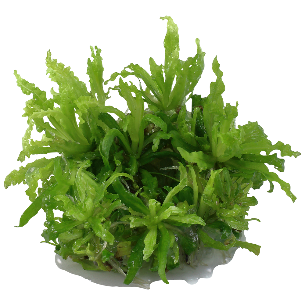 Pogostemon helferi - Kleiner Wasserstern - in Vitro Pogostemon helferi - Kleiner Wasserstern - in Vitro