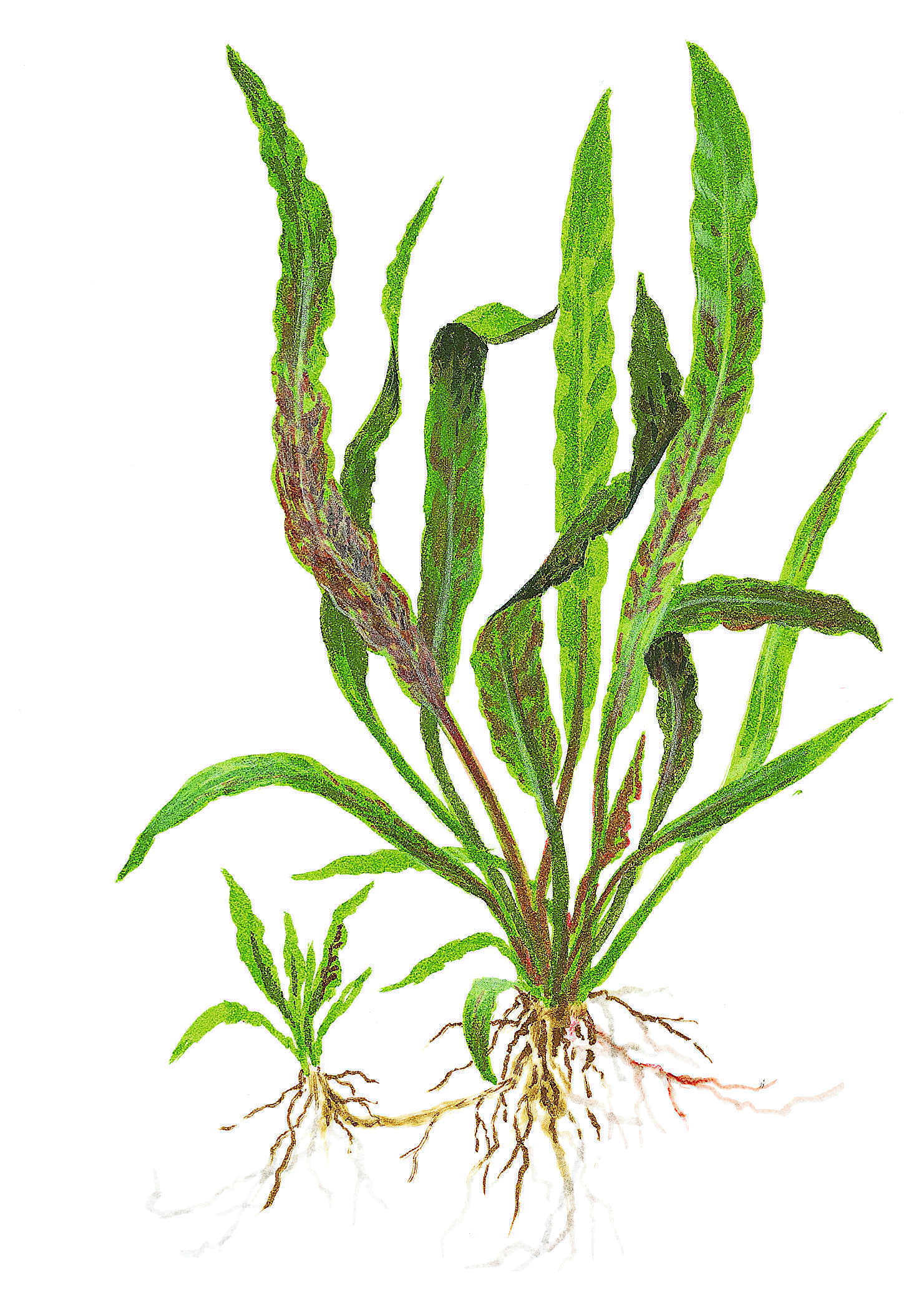 Cryptocoryne albida 'Brown' - Brauner Wasserkelch - im Topf Cryptocoryne albida 'Brown' - Brauner Wasserkelch - im Topf