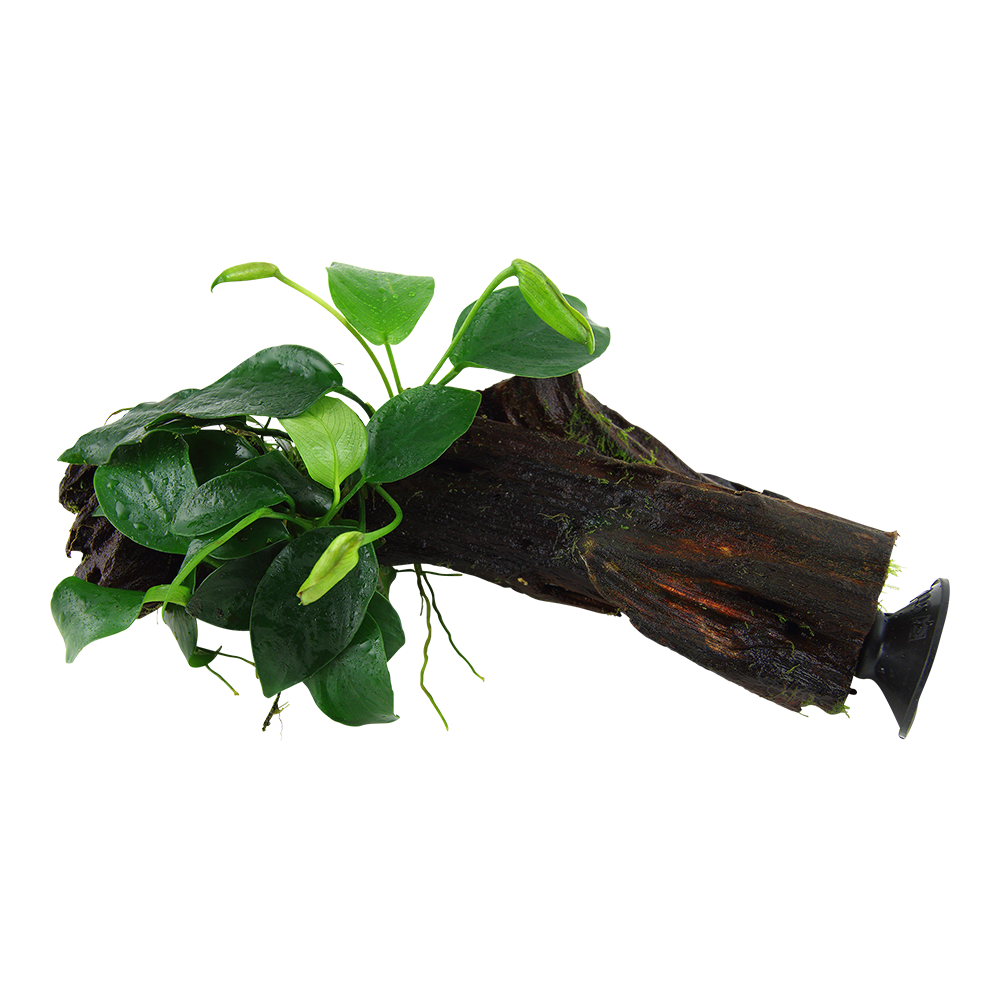 Anubias barteri var. nana - auf Wurzel mit Sauger Anubias barteri var. nana - auf Wurzel mit Sauger