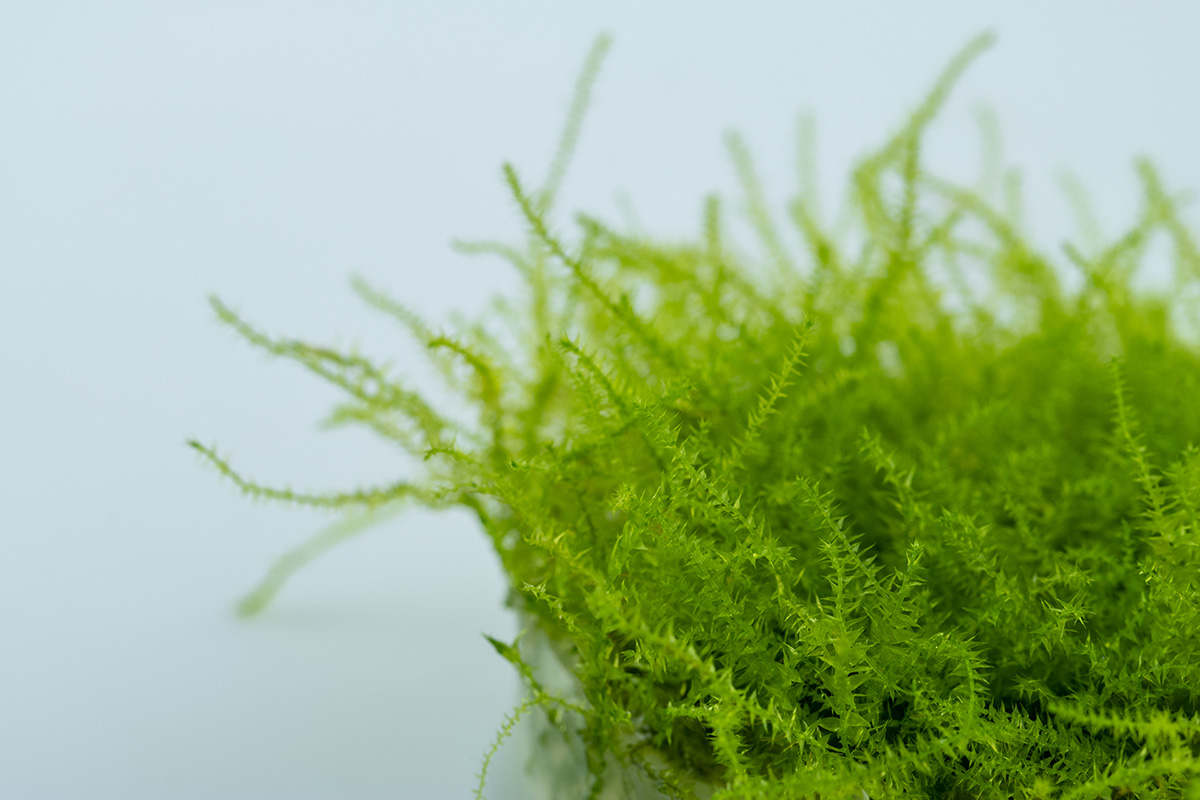 Tropica - Leptodictyum riparium - Ufermoos - stringy moss - In Vitro Tropica - Leptodictyum riparium - Ufermoos - stringy moss - In Vitro