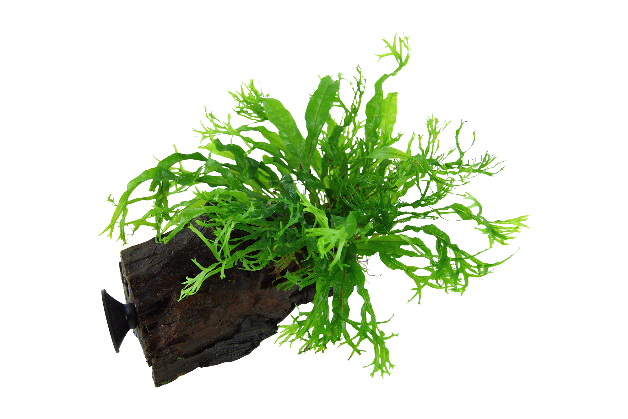 Tropica - Microsorum pteropus 'Windeløv' - Windeløv Javafarn - auf Wurzel mit Sauger Tropica - Microsorum pteropus 'Windeløv' - Windeløv Javafarn - auf Wurzel mit Sauger