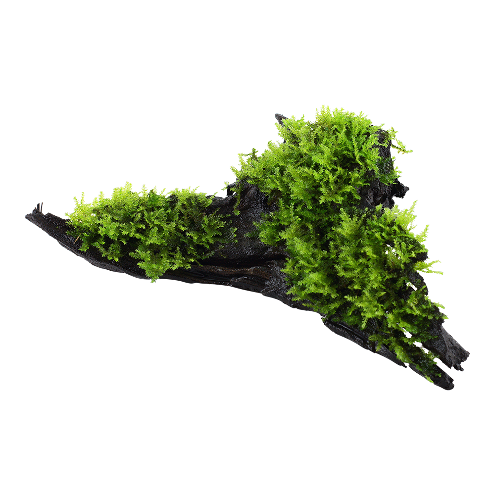 Vesicularia montagnei 'Christmas Moss' - auf Wurzel Vesicularia montagnei 'Christmas Moss' - auf Wurzel