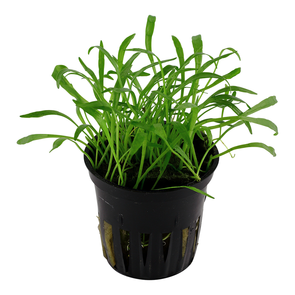 Tropica - Lilaeopsis brasiliensis - Brasilianische Graspflanze - im Topf in Einzelverpackung Tropica - Lilaeopsis brasiliensis - Brasilianische Graspflanze - im Topf in Einzelverpackung