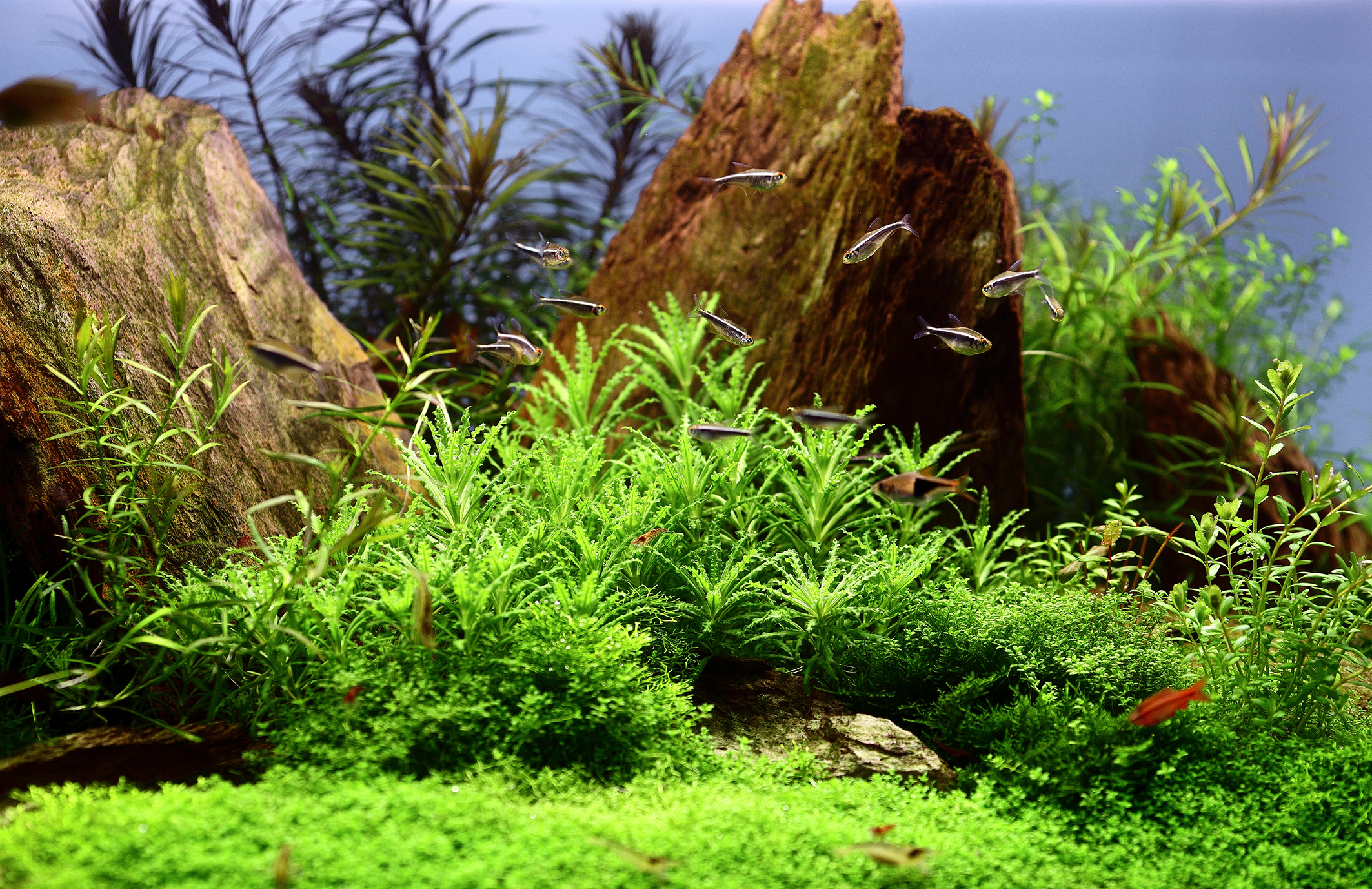 Pogostemon helferi - Kleiner Wasserstern - in Vitro Pogostemon helferi - Kleiner Wasserstern - in Vitro