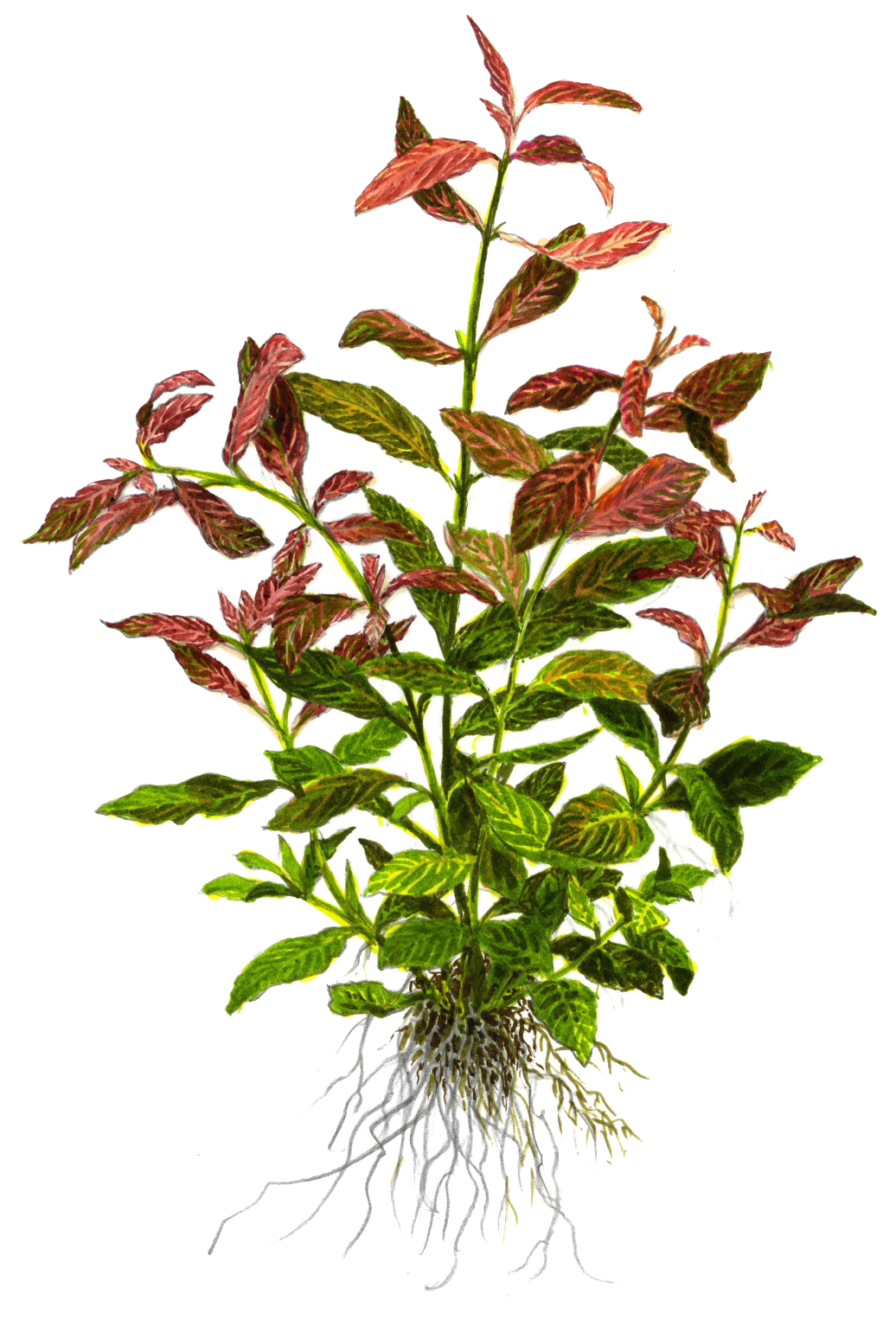 Tropica - Hygrophila polysperma 'Rosanervig' - Sunset-Wasserfreund - im Topf
