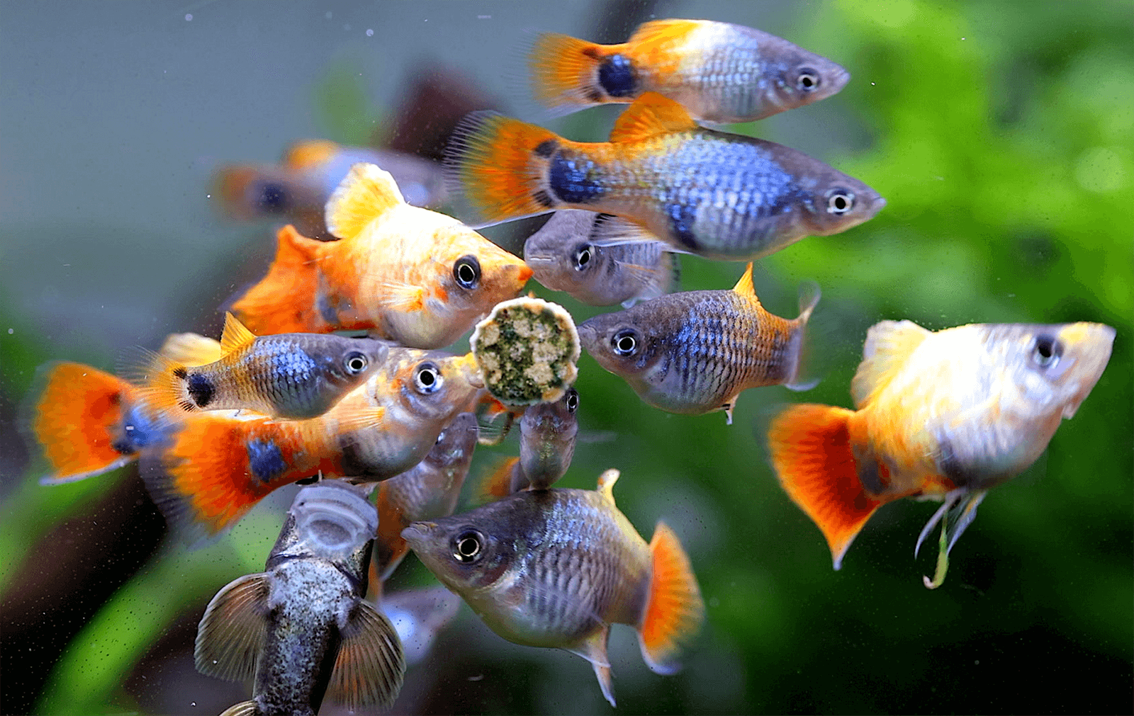 NatureHolic NipTabs Green Complete - Hafttabletten Aquarium NatureHolic NipTabs Green Complete - Hafttabletten Aquarium