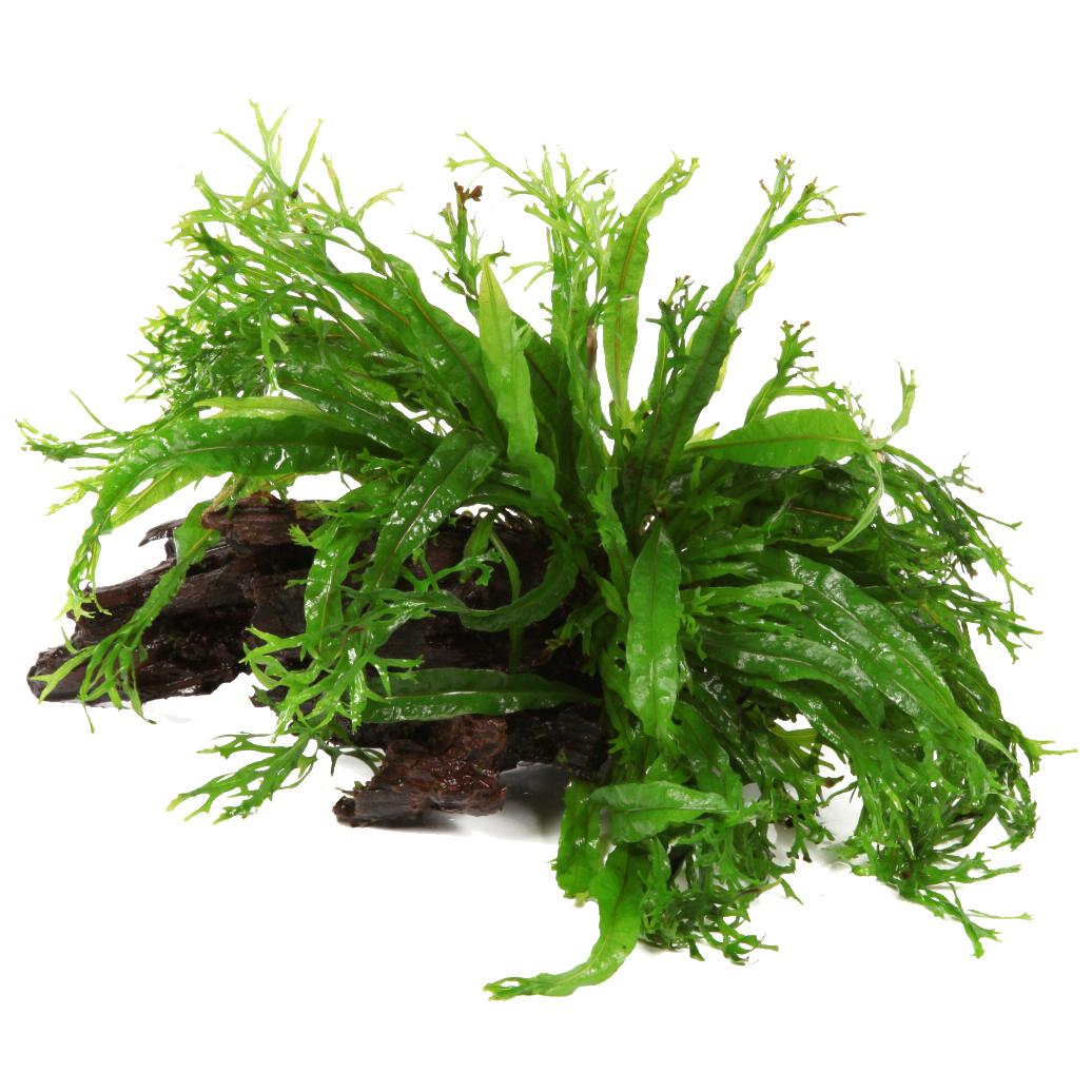 Tropica - Microsorum pteropus 'Windeløv' - Windeløv Javafarn - auf Wurzel