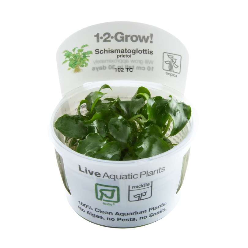 Tropica Schismatoglottis prietoi - In-Vitro - 1-2-Grow! Tropica Schismatoglottis prietoi - In-Vitro - 1-2-Grow!
