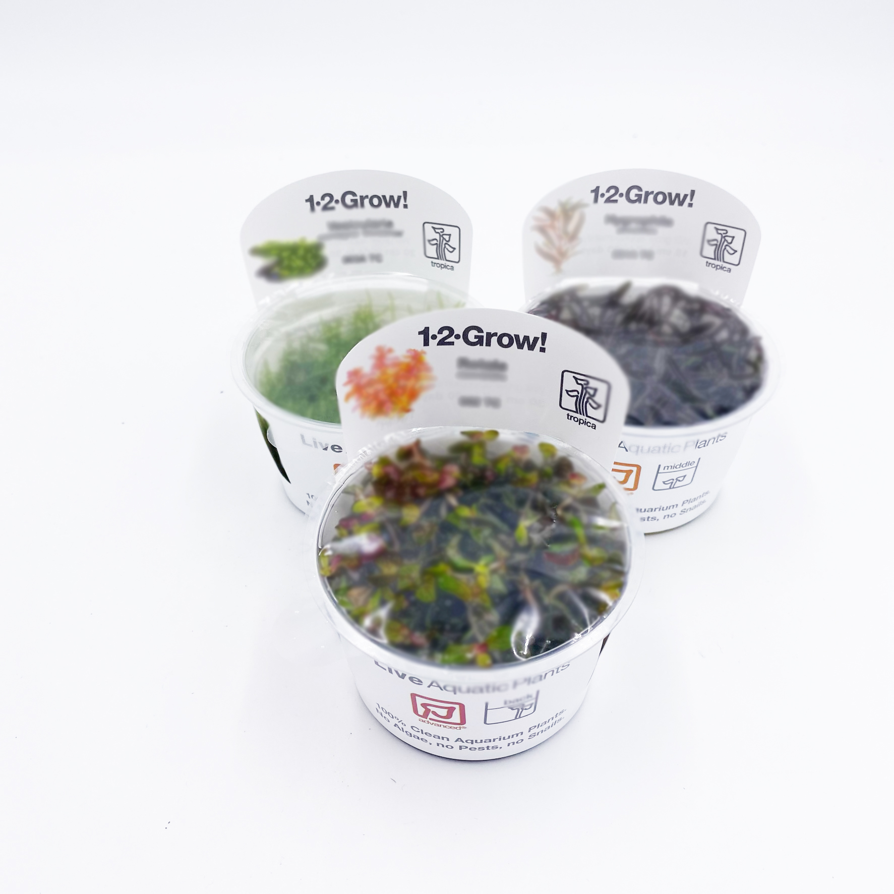 in Vitro Pflanzen Überraschungspaket 3 Becher