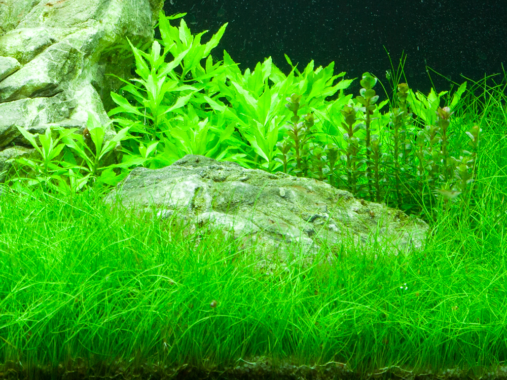Eleocharis parvula - Zwergnadelsimse - im Topf Eleocharis parvula - Zwergnadelsimse - im Topf