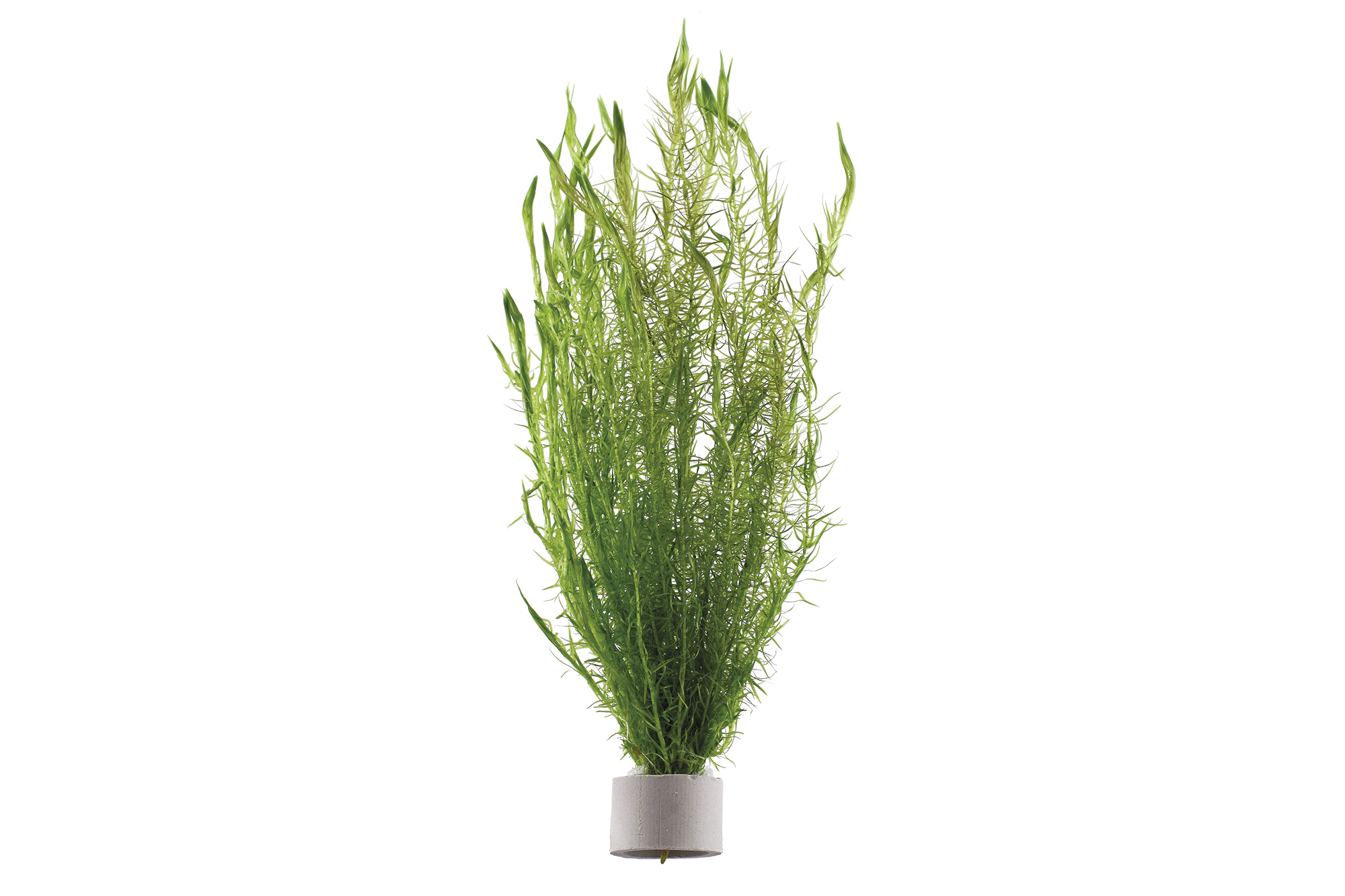 Tropica - Mayaca fluviatilis - Fluss-Mooskraut - im Bund Tropica - Mayaca fluviatilis - Fluss-Mooskraut - im Bund
