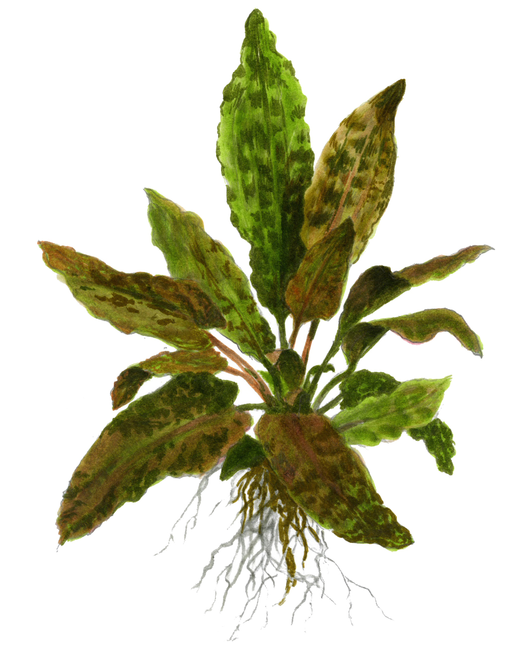 Cryptocoryne wendtii 'Tropica' - Tropica-Wasserkelch - im Topf XL