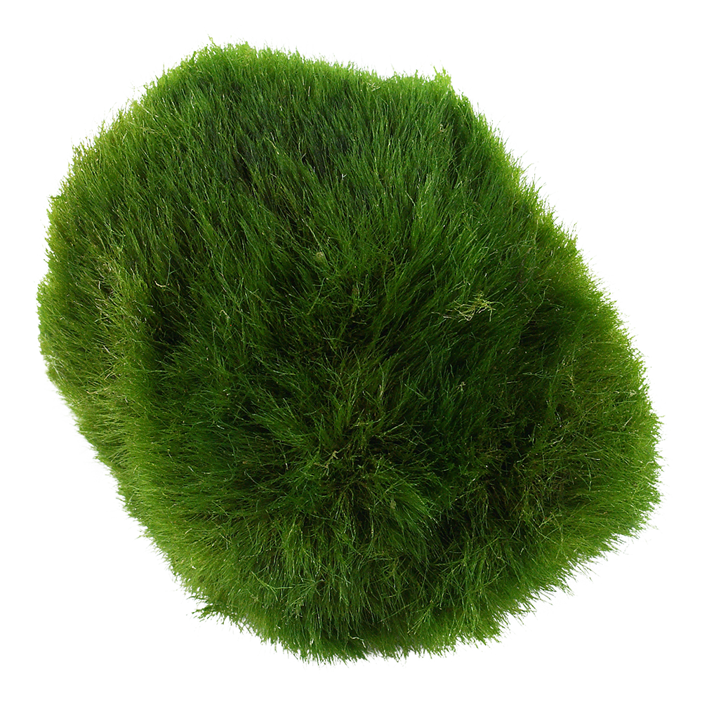Aegagropila linnaei - 3 Mooskugeln im Blister - Marimo Aegagropila linnaei - 3 Mooskugeln im Blister - Marimo