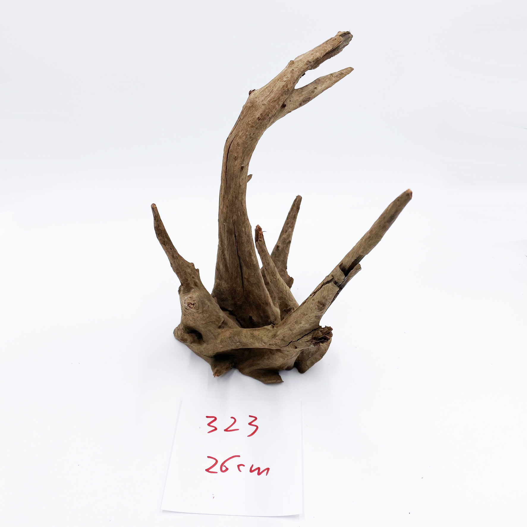 Corbo Root Nano Wurzel - 15 bis 22cm